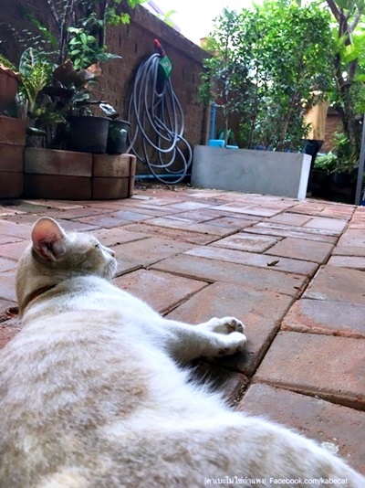 ทาสแมว ทาสแมว