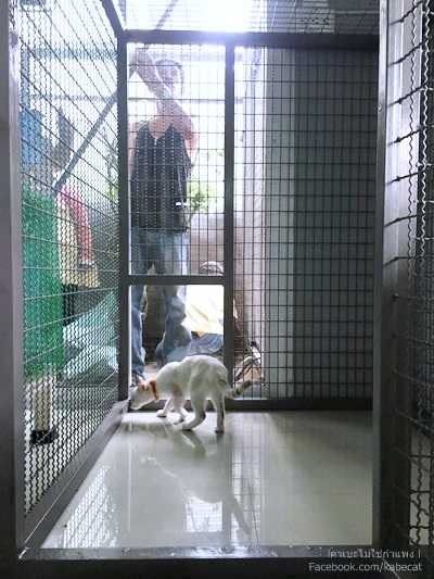 บ้านแมว บ้านแมว