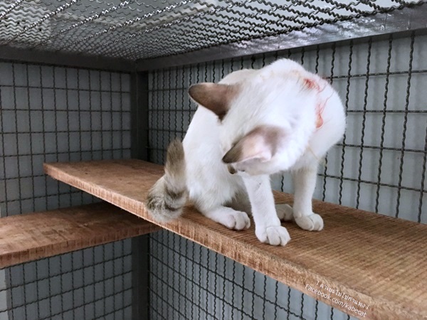 ทาสแมว ทาสแมว