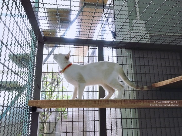 กรงแมว กรงแมว