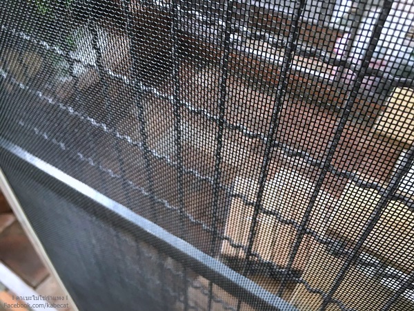 บ้านแมว บ้านแมว