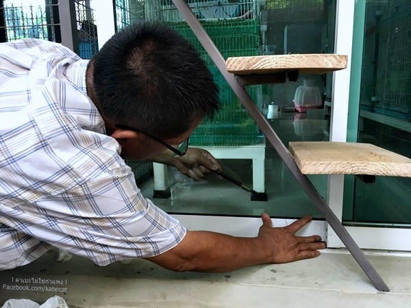 บ้านแมว บ้านแมว