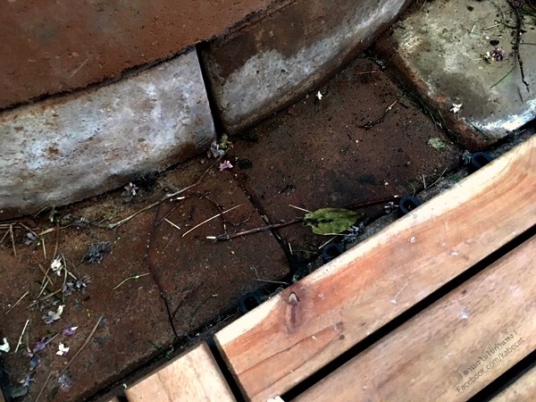 บ้านแมว บ้านแมว