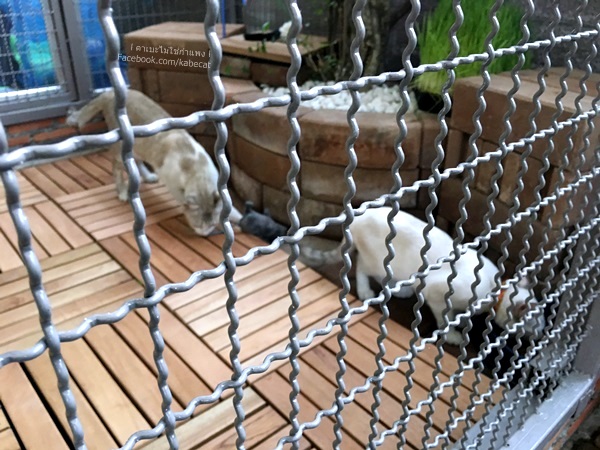 บ้านแมว บ้านแมว