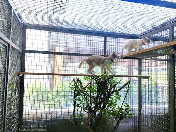 บ้านแมว บ้านแมว