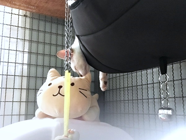 บ้านแมว บ้านแมว