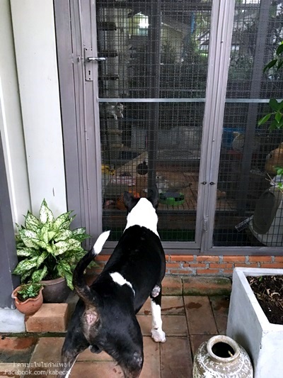 บ้านแมว บ้านแมว