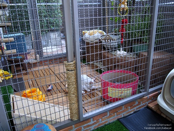 บ้านแมว บ้านแมว