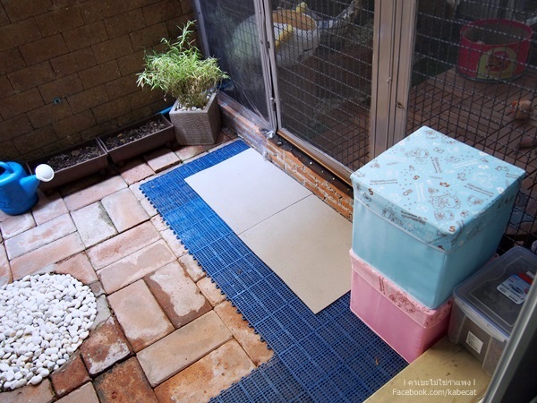 บ้านแมว บ้านแมว