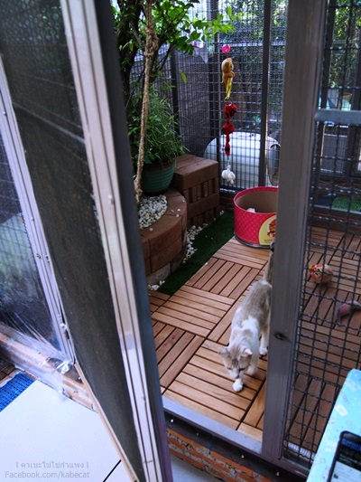 กรงแมว กรงแมว