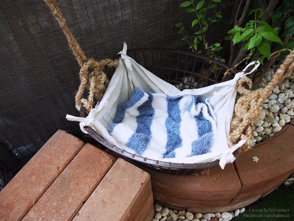 ทาสแมว ทาสแมว