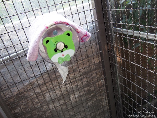 กรงแมว กรงแมว