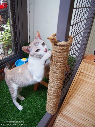 บ้านแมว บ้านแมว