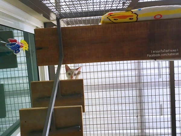 บ้านแมว บ้านแมว