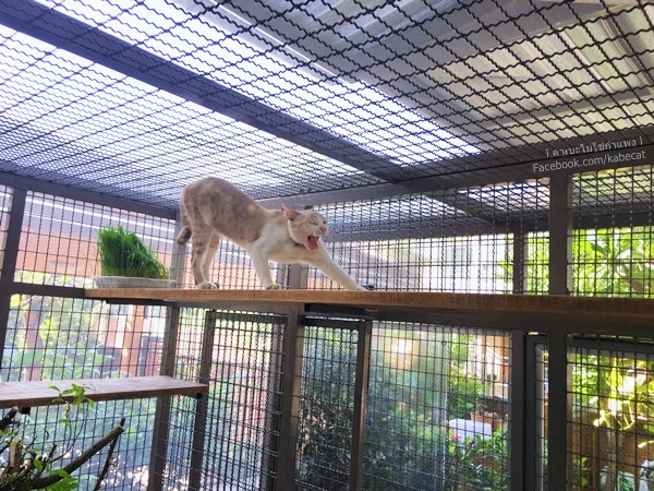 กรงแมง กรงแมว