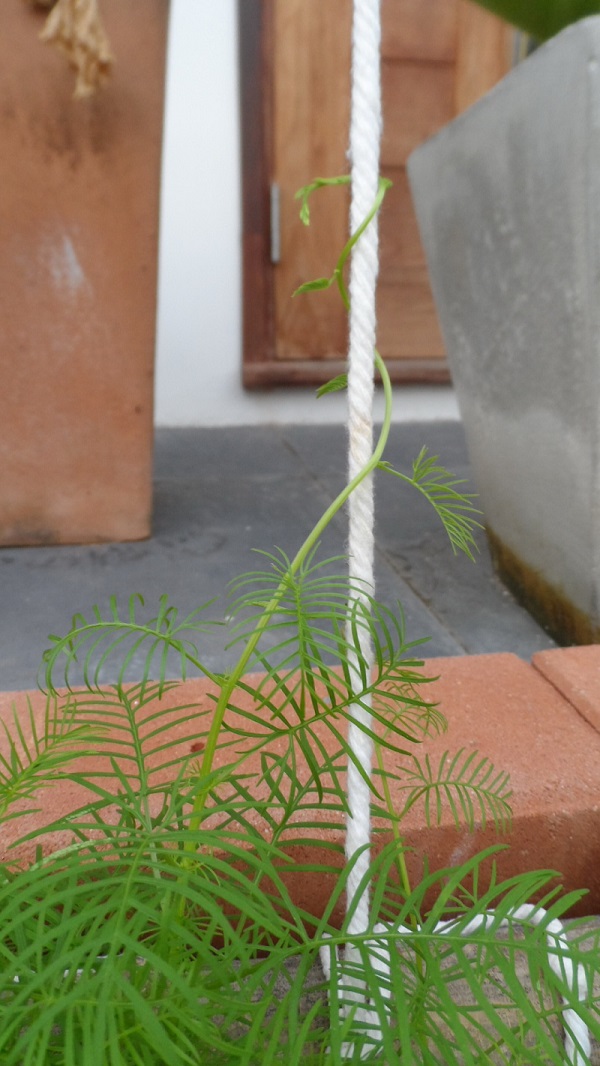 ซุ้มไม้เลื้อย