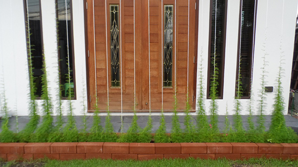 ซุ้มไ่ม้เลื้อย