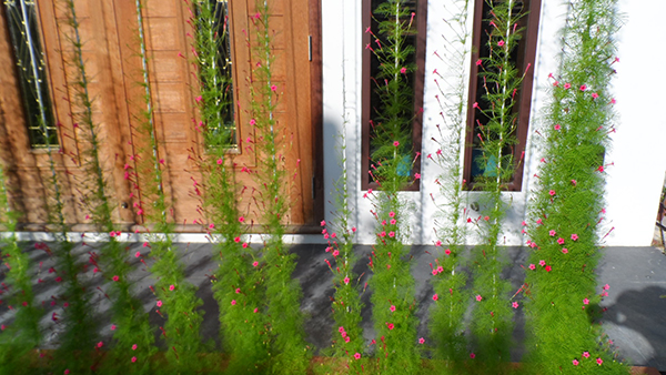 ไม้เลื้อย