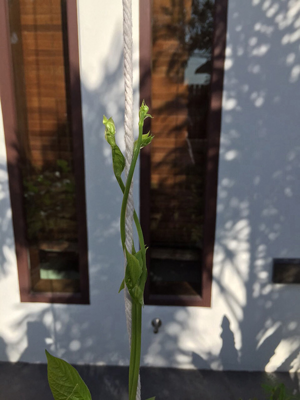 ปลูกไม้เลื้อย