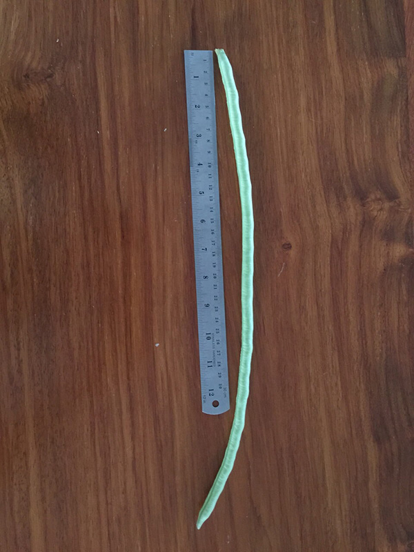 ปลูกผักสวนครัว