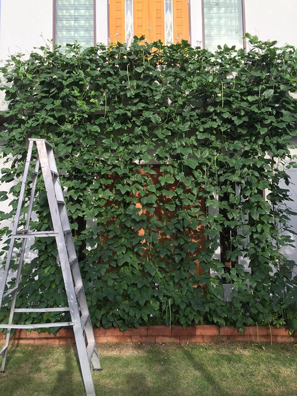 ไอเดียการปลูกผัก