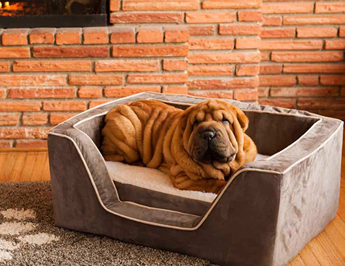 เตียงนอนน้องหมาสุดสวย