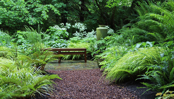 สวนสวยด้วยเฟิร์น