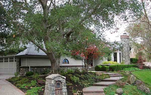 การปลูกต้นไม้กับฮวงจุ้ย