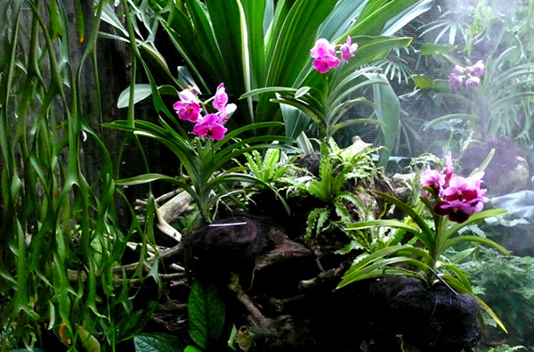 จัดสวนสวย ด้วยกล้วยไม้