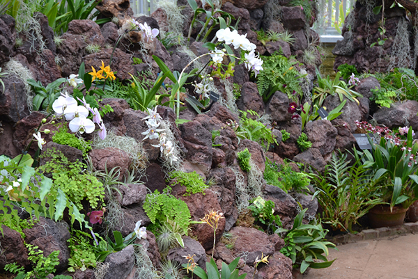 จัดสวนสวย ด้วยกล้วยไม้