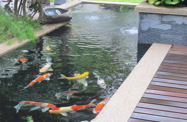 จัดสวนสวยด้วยบ่อปลาคาร์ฟ