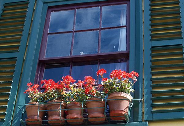 กระถางดอกไม้ ริมหน้าต่าง