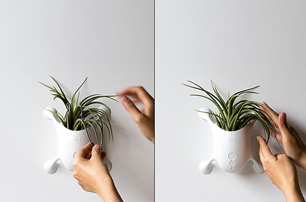 ปลูกต้นไม้ติดกระจก