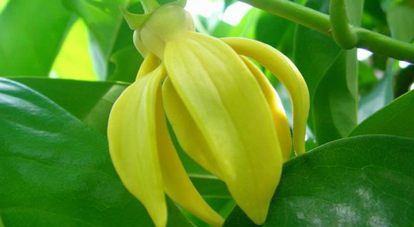 เสริมสิริมงคลให้บ้านเรือนด้วยดอกกระดังงา