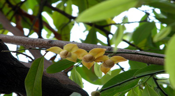 ปลูกดอกลำดวลเพิ่มความมงคลสดชื่นให้กับชีวิต