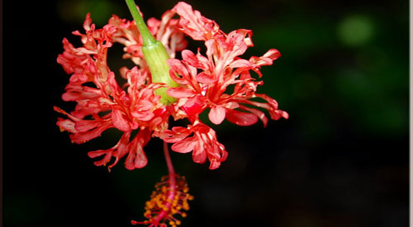 ดอกพู่ระหงส์ ไม้มงคลที่งามน้ำใจ