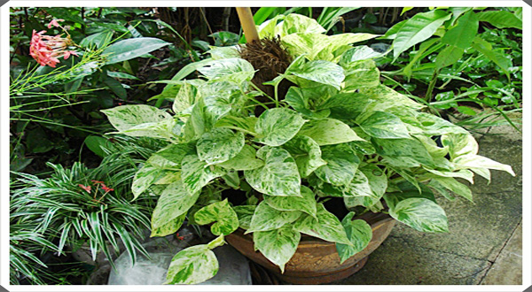 เสริมอำนาจ บารมี ด้วยราชินีหินอ่อน