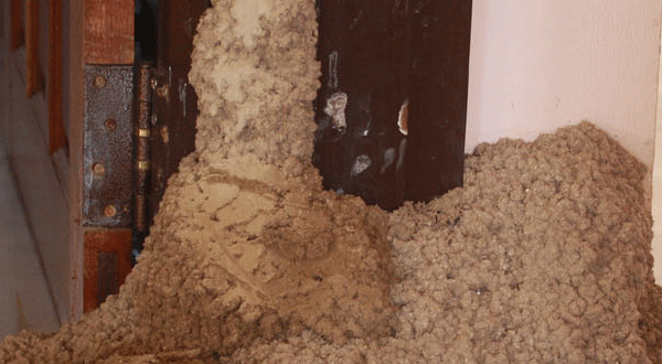 กำจัดปลวก และควบคุมปลวกในบ้านอย่างมีประสิทธิภาพ