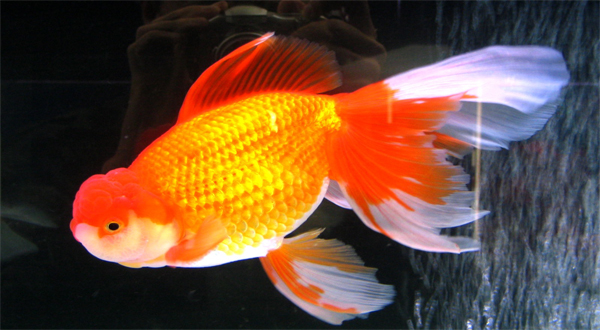 4 ปลามงคลช่วยเสริมโชคลาภ