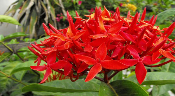 ต้นเข็มไม้มงคลเพิ่มความฉลาดเฉียบแหลม