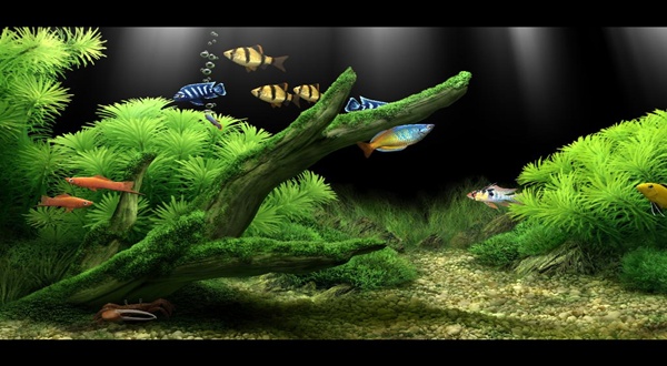 หลักและวิธีการจัดตู้ปลาในบ้าน