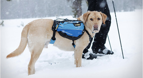 กระเป๋าผจญภัยสำหรับสุนัขตัวโปรด