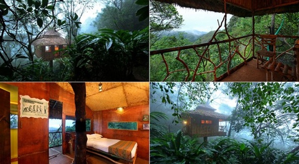 แบบบ้านต้นไม้กลางธรรมชาติ