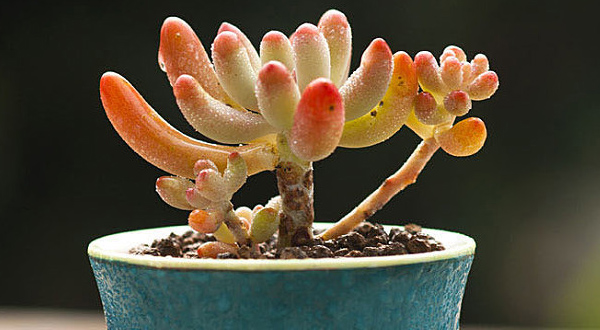 ทำสวนจิ๋วในแก้ว