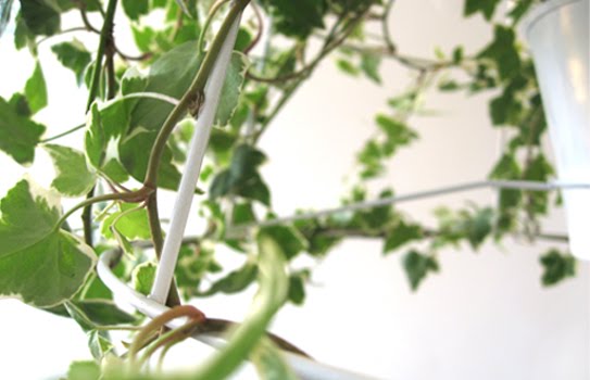 โคม โคมไฟ ลดโลกร้อน กระถางต้นไม้ ต้นไม้ โคม โคมไฟ ลดโลกร้อน กระถางต้นไม้ ต้นไม้