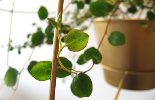 โคม โคมไฟ ลดโลกร้อน กระถางต้นไม้ ต้นไม้ โคม โคมไฟ ลดโลกร้อน กระถางต้นไม้ ต้นไม้