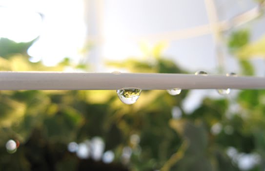 โคม โคมไฟ ลดโลกร้อน กระถางต้นไม้ ต้นไม้ โคม โคมไฟ ลดโลกร้อน กระถางต้นไม้ ต้นไม้