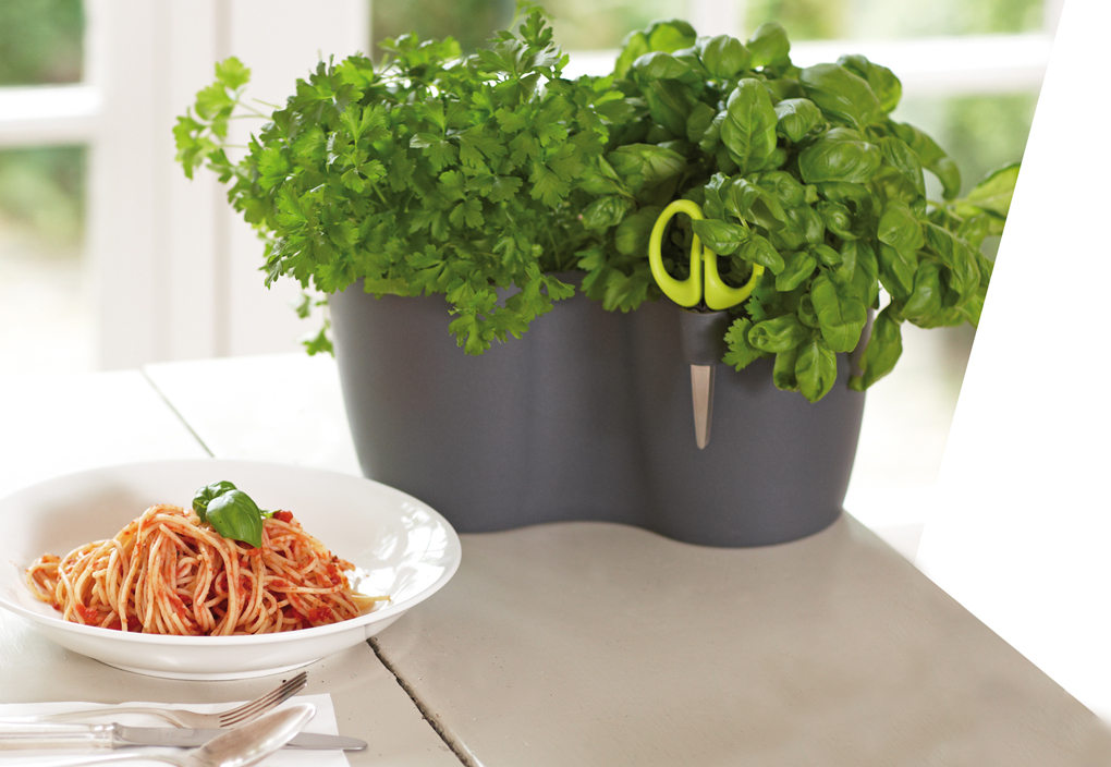 แจกัน สมุนไพร แจกัน สมุนไพร