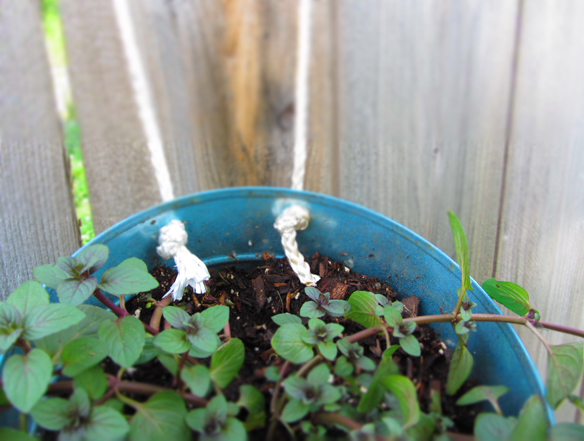 สวนแขวน สวนแขวน