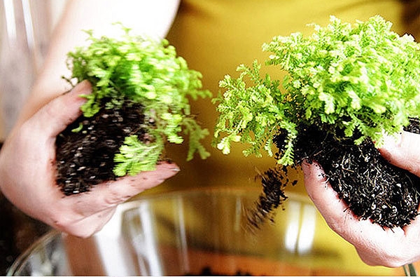 ต้นไม้ในขวด ต้นไม้ในขวด